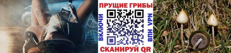 Псилоцибиновые грибы Cubensis KRAKEN маркетплейс Ардон как найти